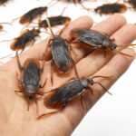 Pack of 12 Pcs Plastic Bugs - Decoration Rubber Toy