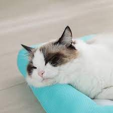 Summer Pet Cool Pad Bite-Resistant Cooling Cat Mat Sleeping Pad Breathable Soft Waterproof Cooling Cat Dog Kennel
