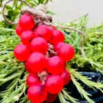 Grape Soap – Luxurious Glow & Elegance